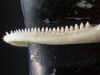 Media type: image;   Herpetology R-184659